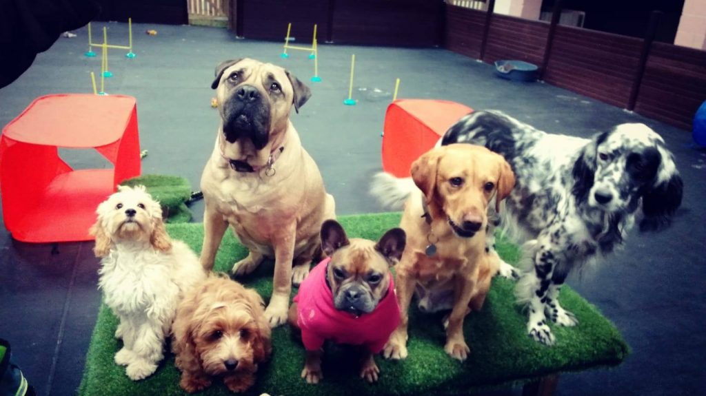 How To Pick The Perfect Doggy Daycare Fiscult